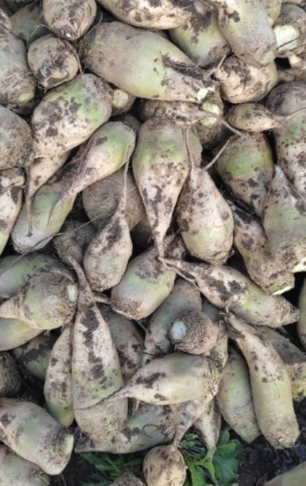 Продам білий кормовий буряк.