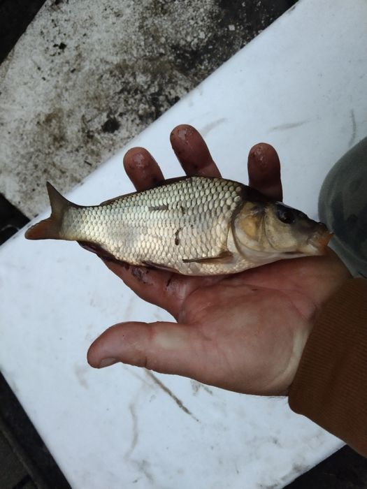 Karp sazan szczupak leszcz lin