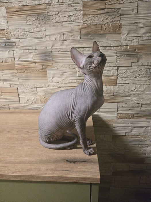 Sfinks Donski kocurek