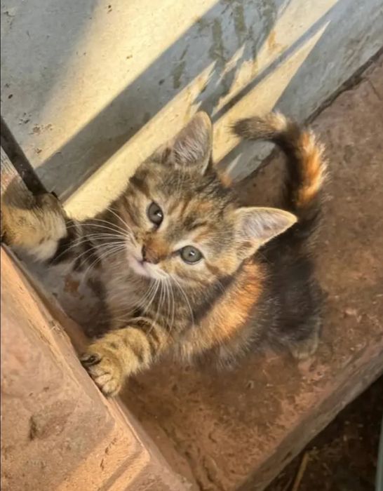 Отдам даром в добрые руки котят