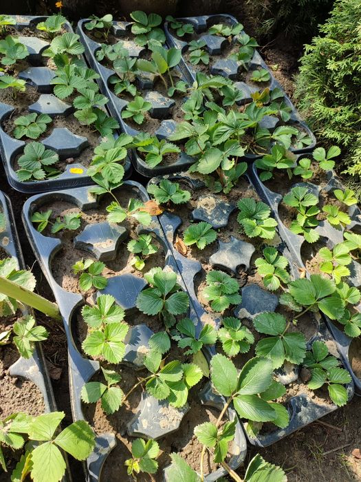 Truskawki sadzonki poziomki i stokrotki