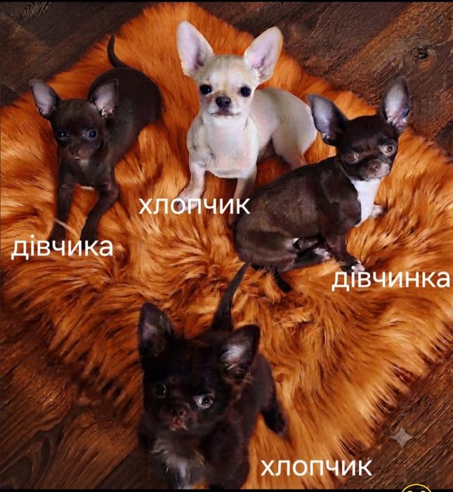 Цуценята чихуахуа