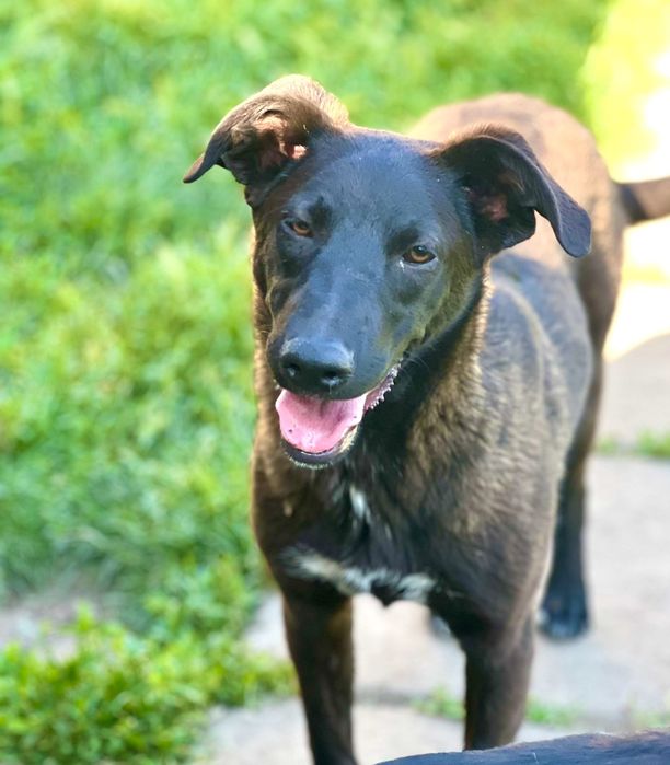 Цезарь —мальчик в хорошие руки