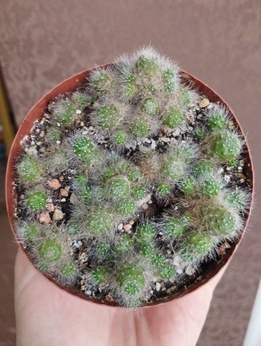 Кактус. Суккулент. Айлостера, aylostera