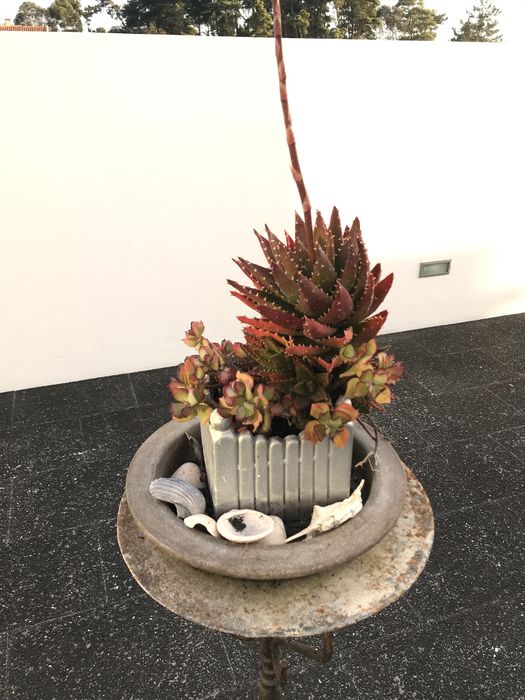 Suporte tripe e vaso com catos