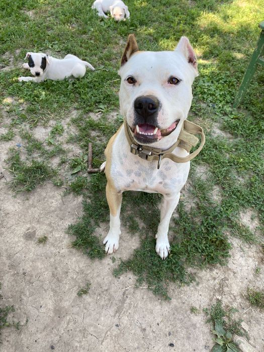 Кобель Amstaff запрошує на вʼязку.