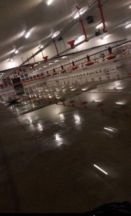 Mycie kurników,chlewni,kostki,elewacji,hal,impregnacja