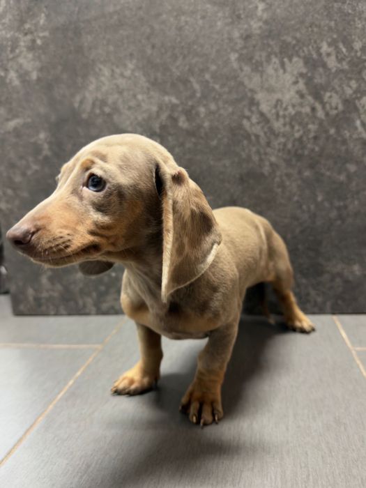 Teckel Femea isabella arlequim miniatura