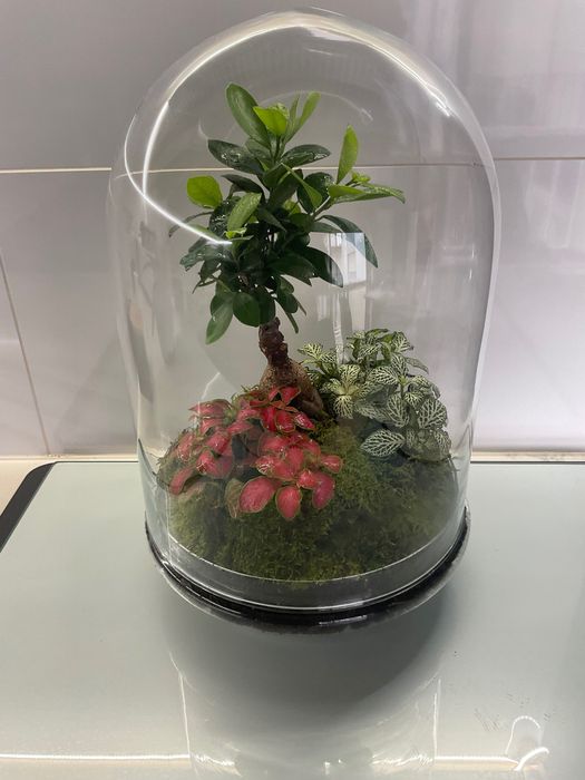 Terrario vidrio plantas naturais