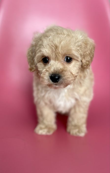 Maltipoo f1•sunia