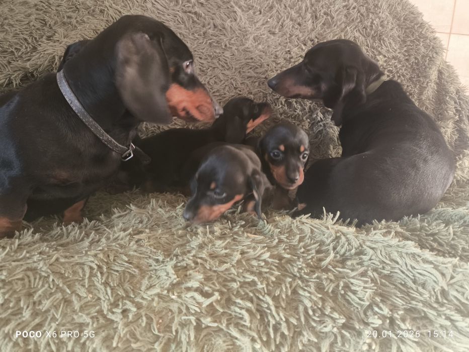 Чистокровні цуценята такси