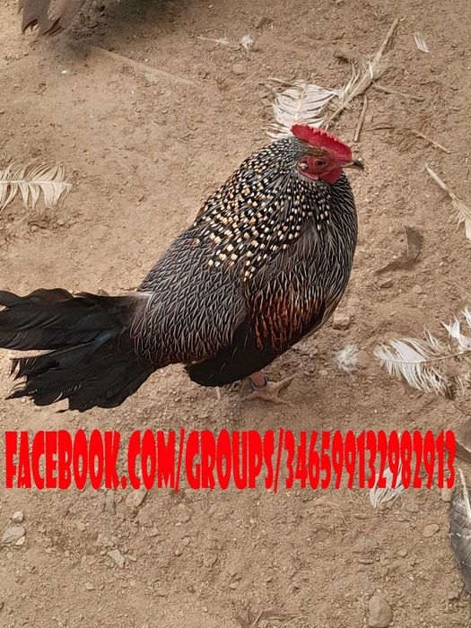 Gallus Sonneratii