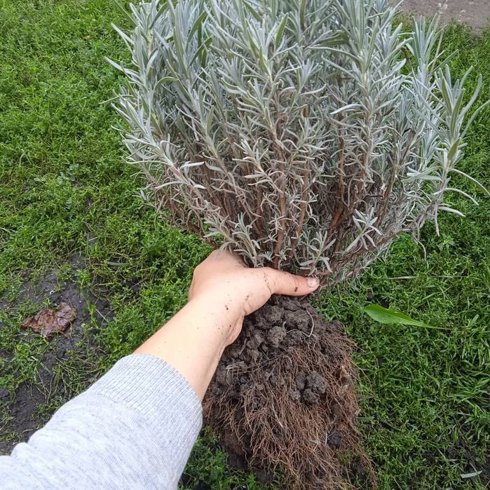 Продам кущі лаванди