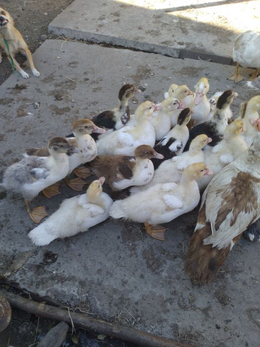 Продам качок  60гр