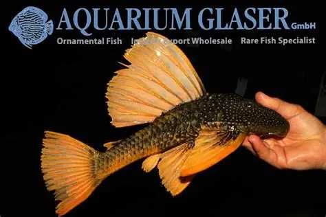 TABU Hypostomus Luteus 17cm faza 2 Warszawa