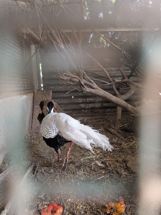 Casais de Faisões Prateados (Silver Pheasant) Adultos