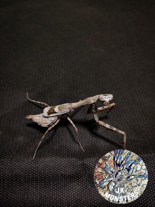 Modliszka Parasphendale agrionina+gratisy