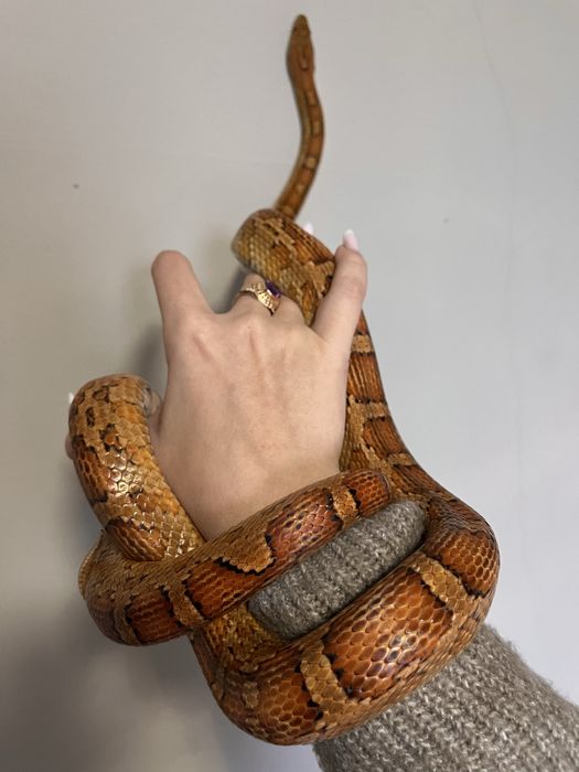 Wąż zbożowy classic