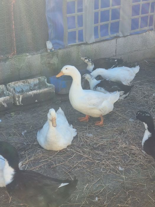Patos de boa qualidade