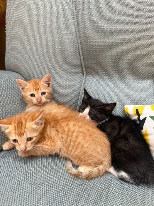 Gatos para  adoção