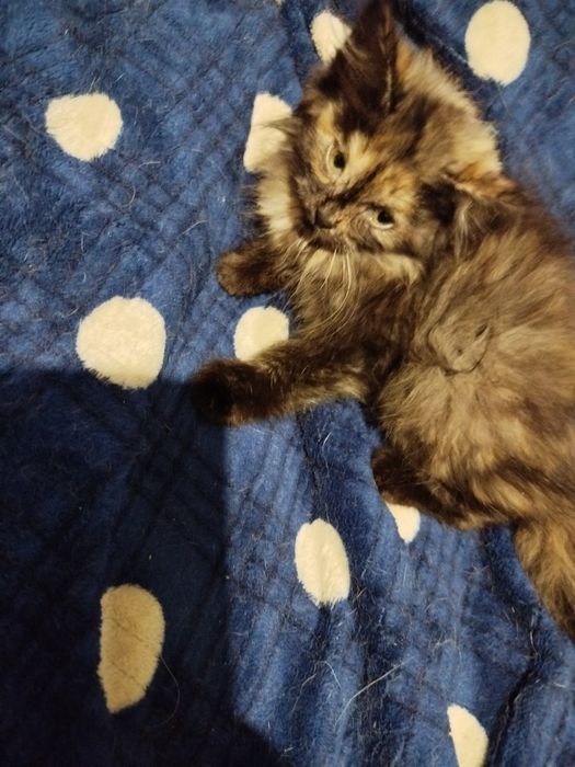 Очень спокойный маленький котенок ищет дом