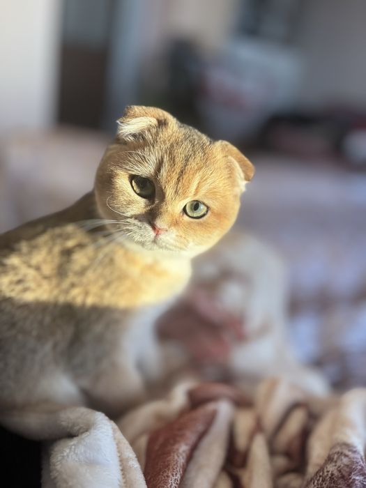 Шотландське кошеня