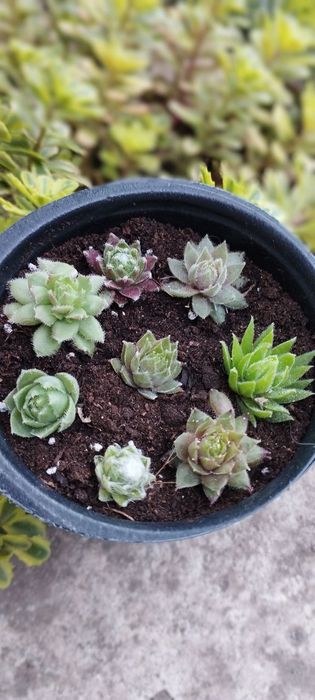 Продам кам'яні троянди