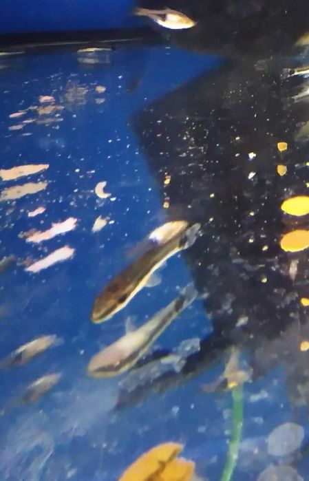 Otocinclus Otosek w Pawik.pl Sklep Zoologiczny