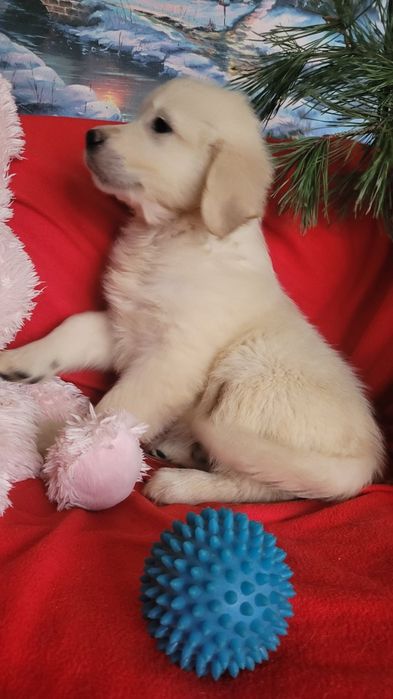 Малыши голден ретриверы