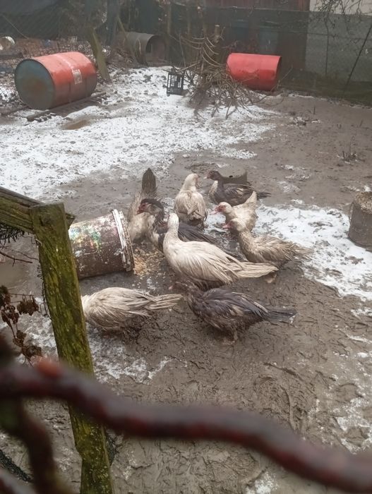 Sprzedam kaczki piżmowe