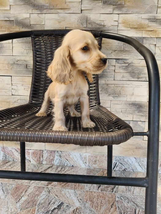 Cocker spaniel angielski pies