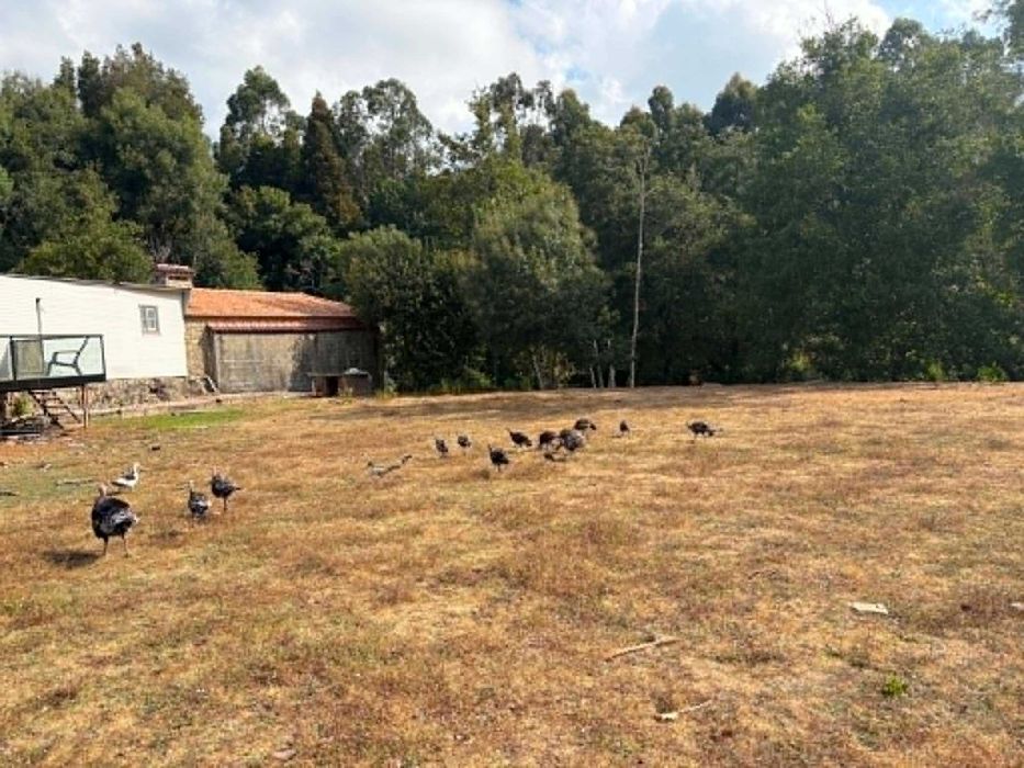Perus Caseiros Adultos Criados a campo