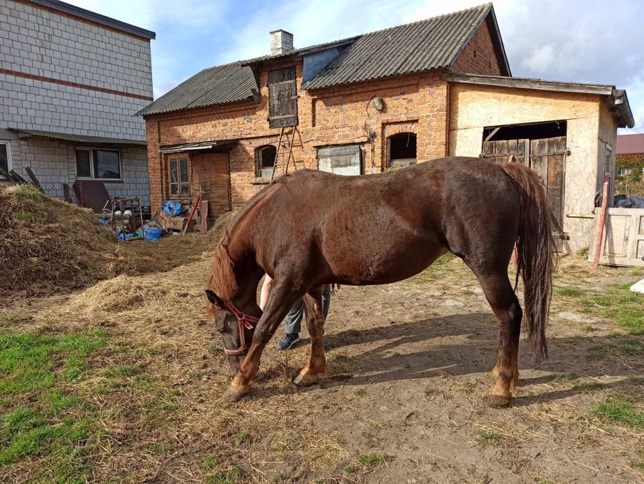 Źrebna klacz pogrubiana