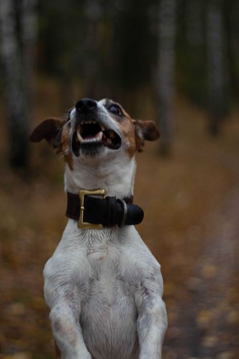 Кобель Джек Рассел Тер'єр Вязка