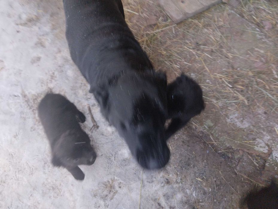 Цуценята від безхатньої собачки