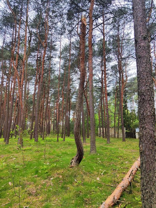 Wycinka karczowanie drzew lasów posesji