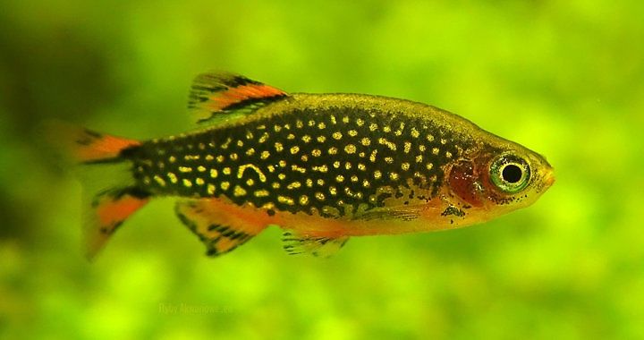 Razbora Galaxy Piękna Rybka Akwariowa