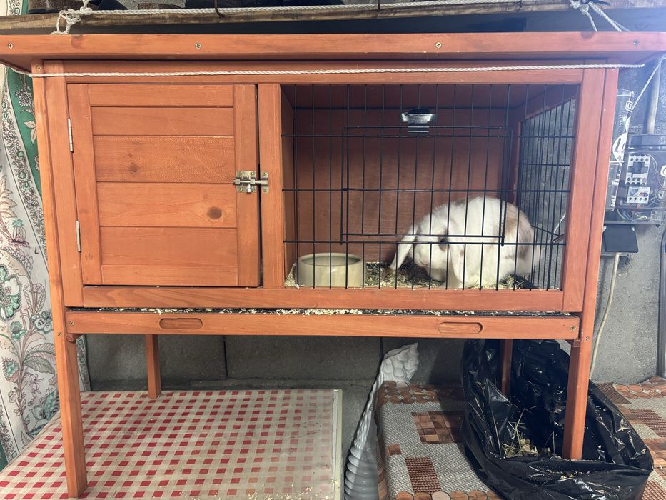 Kit coelho mini Lop bellier