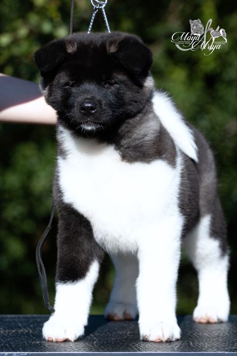 Американська акіта/ американская акита/ american akita