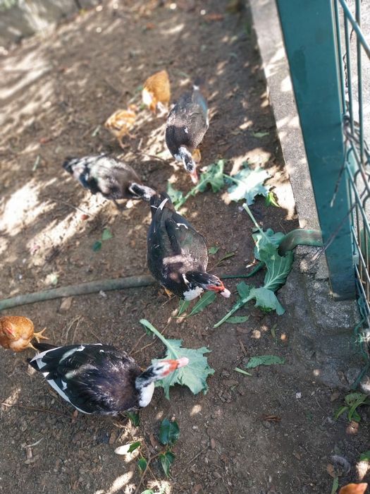 Vende-se 5 patos machos