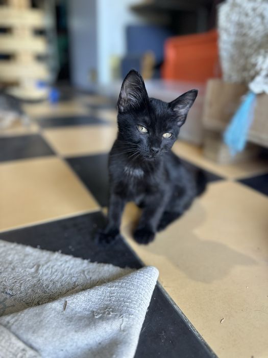 Gatinhos para dar