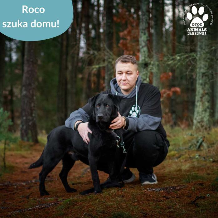 Roco czeka na swój wymarzony dom.
