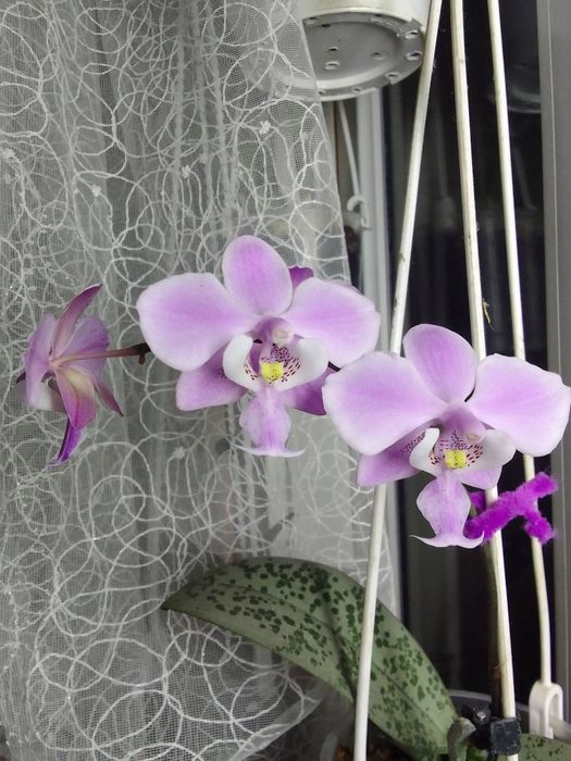 Продам Орхідея шиліриана сільвер