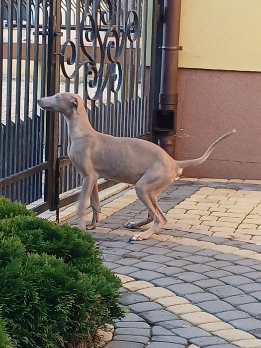 Chart Angielski Greyhound śliczny piesek