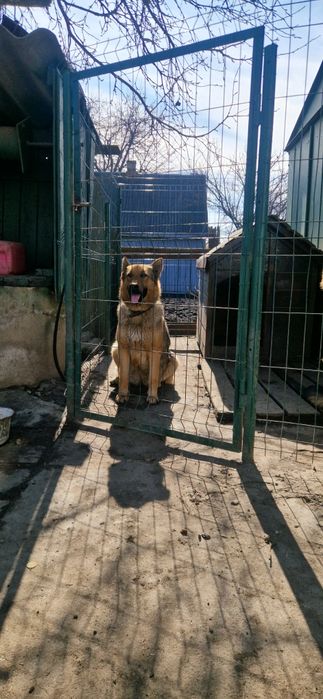 Щенята німецької вівчарки