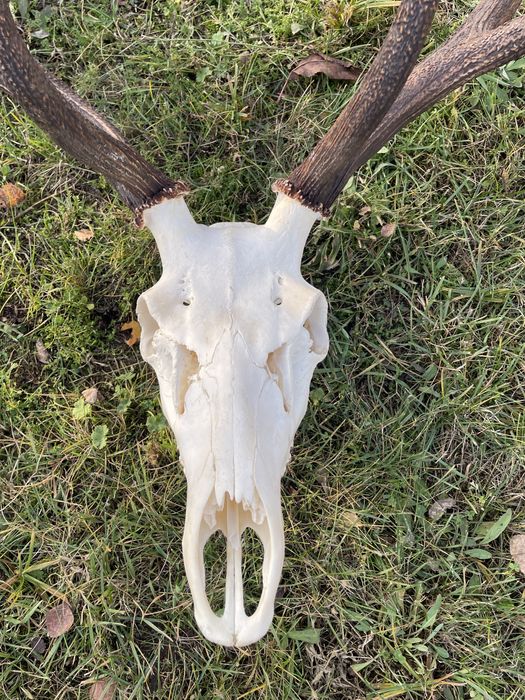 Trofeum wieniec jelenia 12-stak regularny poroże jeleń rogi nr 52