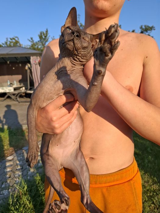 Uroczy czarny kocurek FPL  adopcja płatna