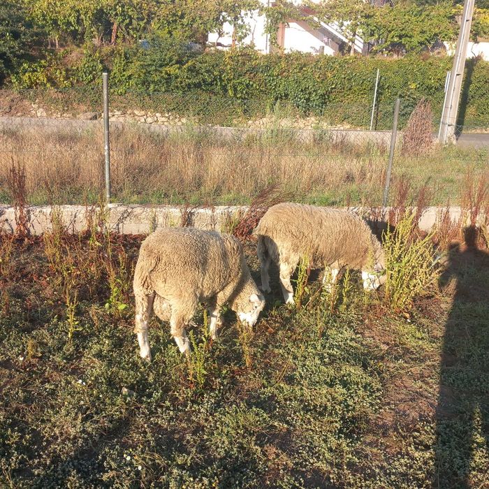 Ovelhas  em animais de quinta