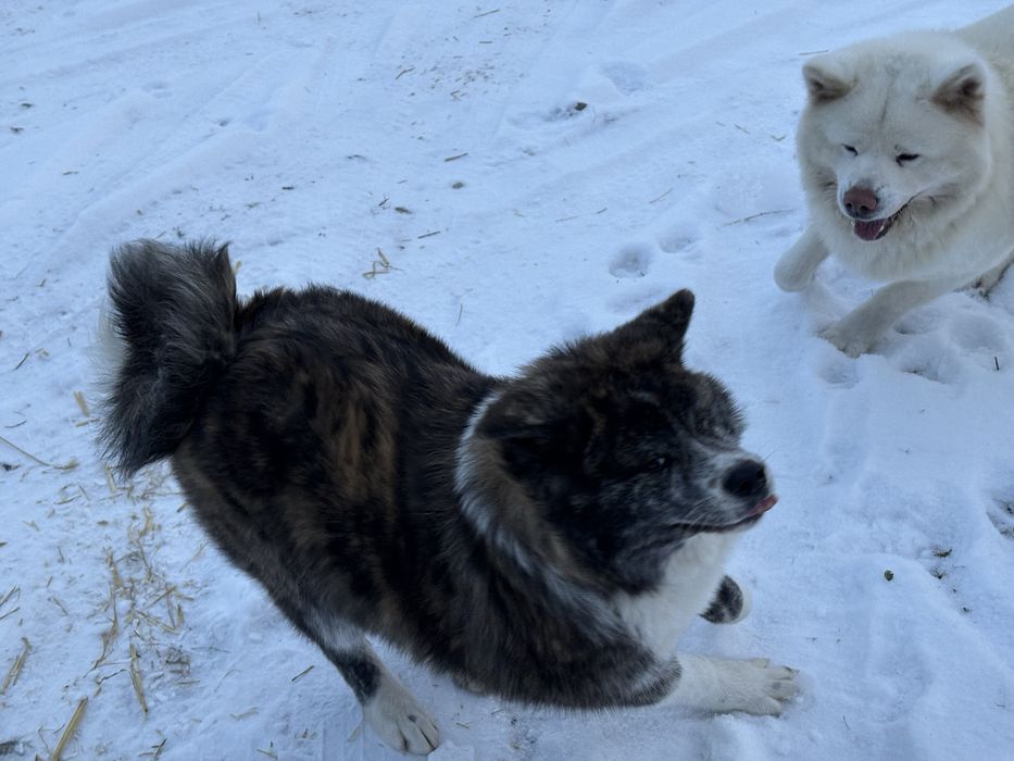 Sunia Japońska Akita Inu Gotowa Do Odbioru