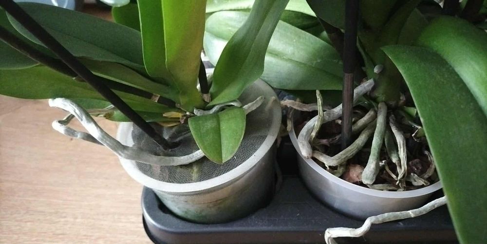 Sprzedam storczyki różne kolory